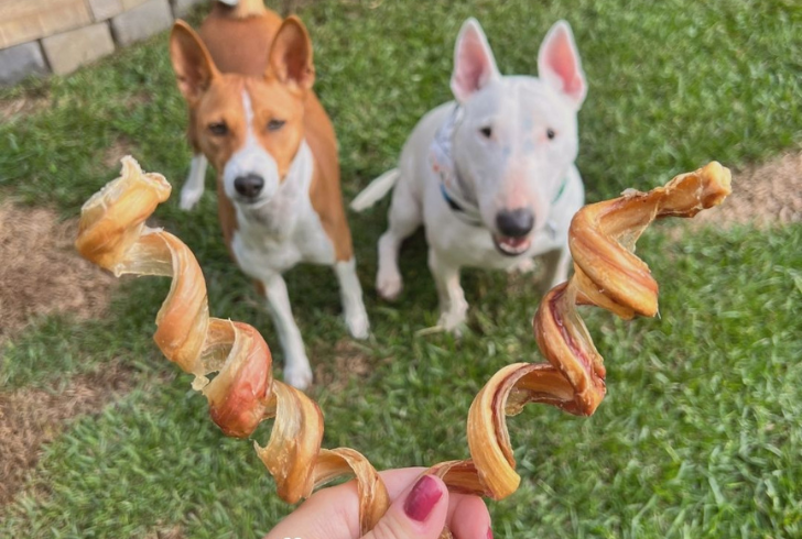 Providing your pup with the best dog treats is a gesture of love and care.