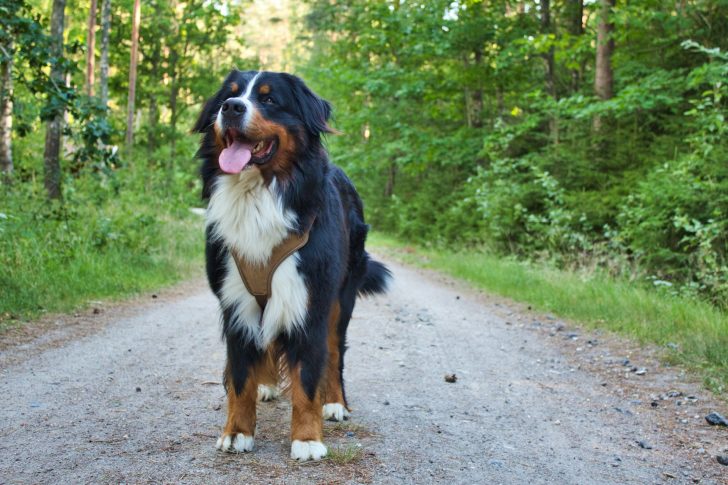 best big dogs for apartments