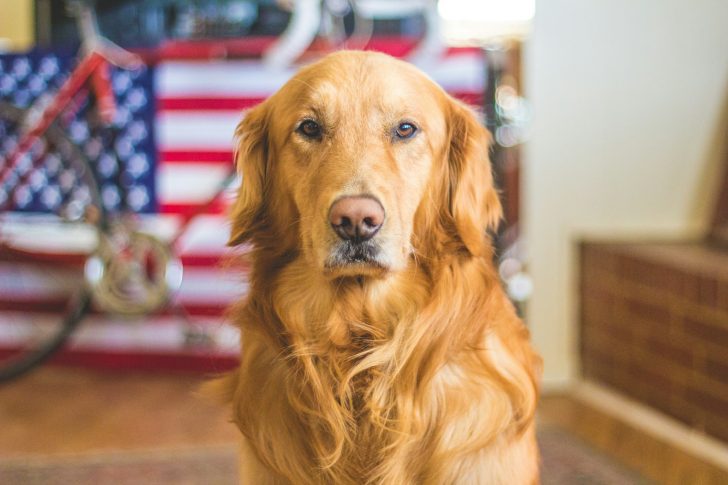 best big dogs for apartments