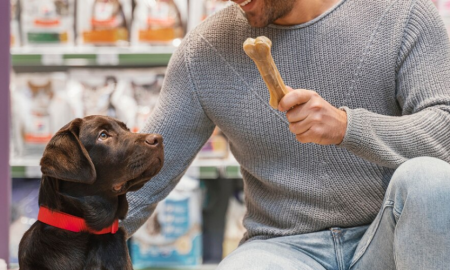 Best Dog Treats Options for Your Furry Friend