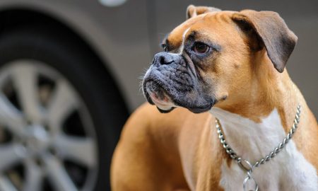 best big dogs for apartments