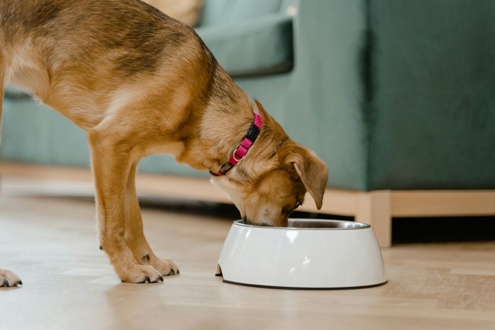 Can dogs have chicken stock?